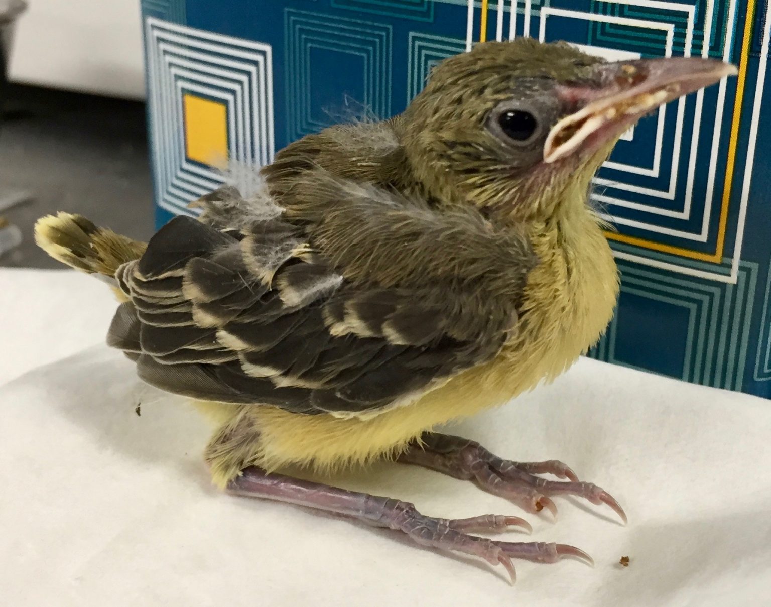 Hooded Oriole