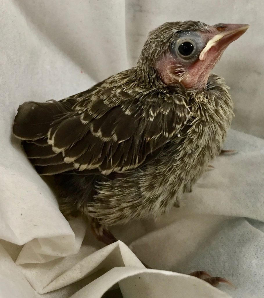 Brown-headed Cowbird