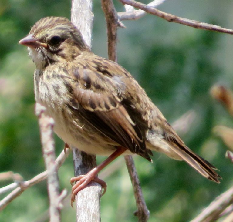 Song Sparrow