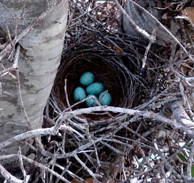 scrub jay eggs