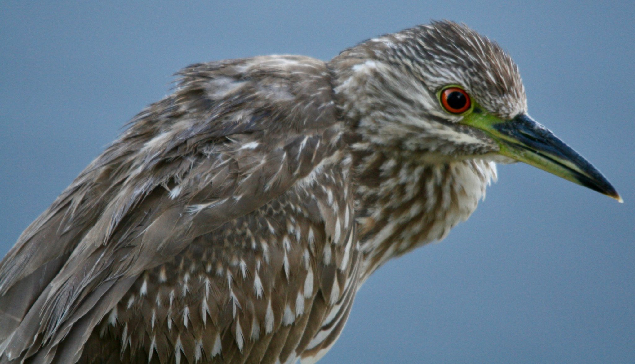 Black Crowned Night Heron