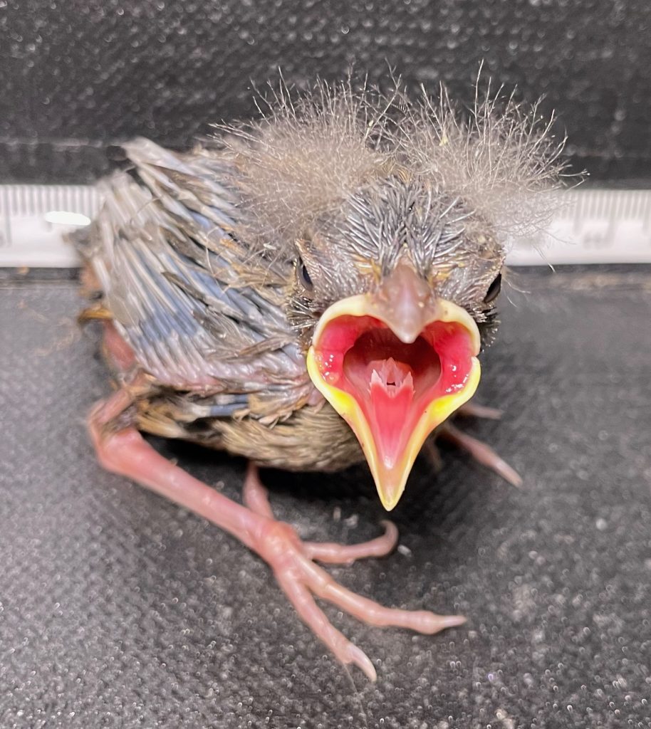 California Towhee