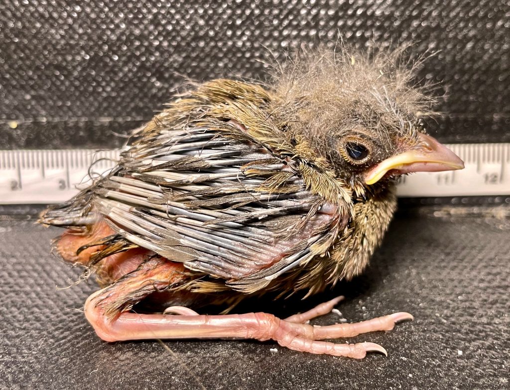 California Towhee