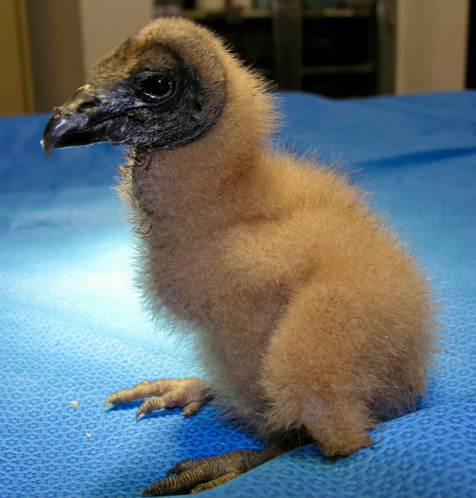 Black Vulture