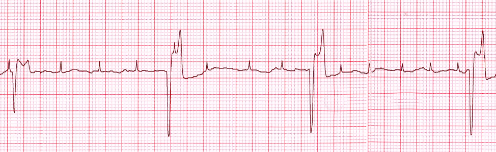 Student Syllabus: Large Animal Cardiology - Cardiorush