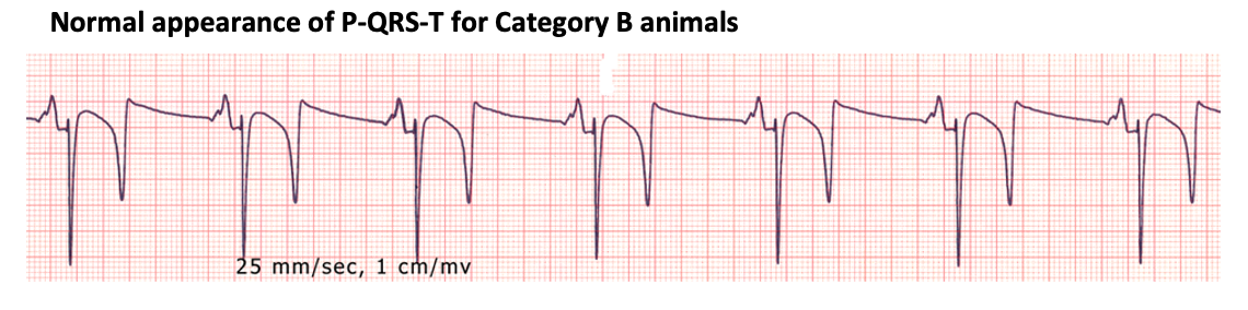 Electrocardiography I - CardioRush