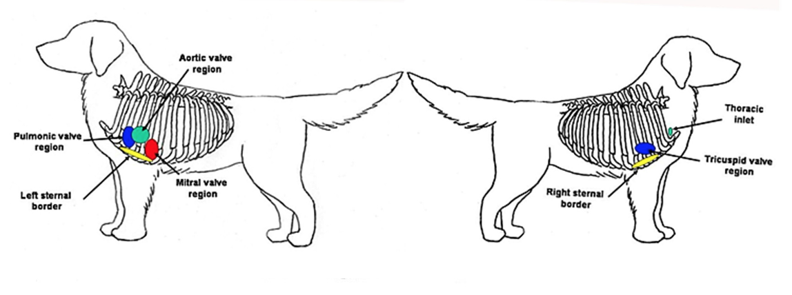 Cardiovascular Physical Exam CardioRush