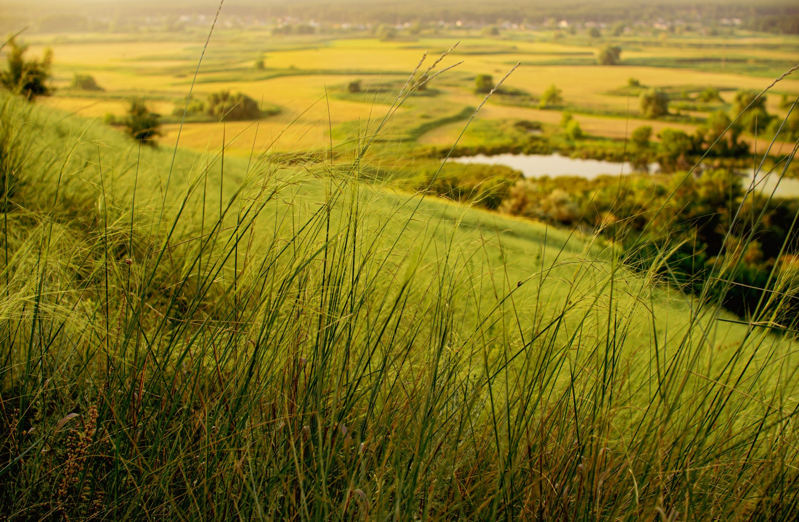 photo of green field