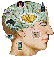 side of human head with brain and other images