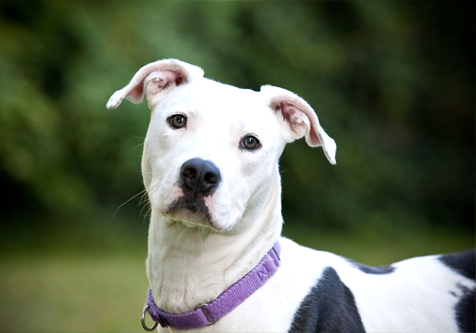 white dog with black spots and wearing a purple collar