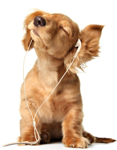 DogsandMusic