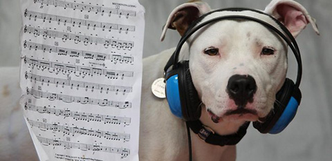 classicalmusicdogs