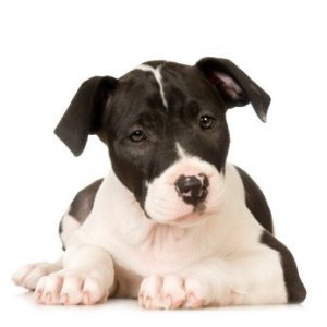 pitbull_puppy