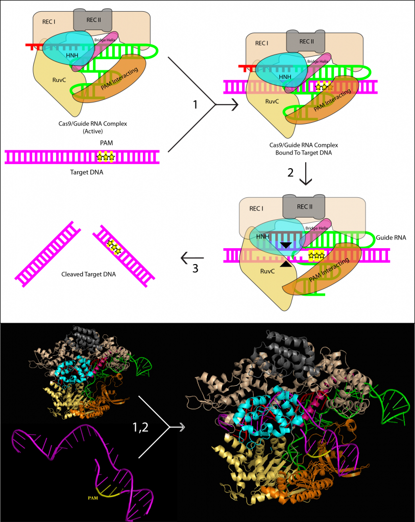 Cas9 Mechanism | CRISPR/Cas9