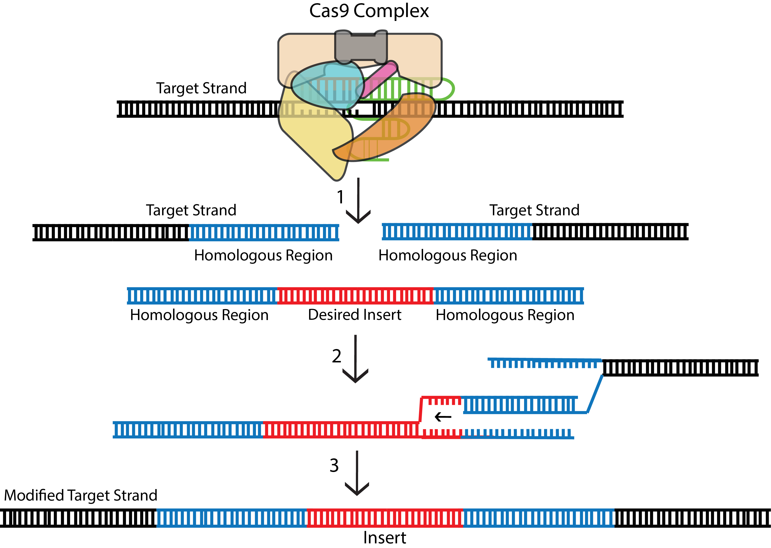 Homology Directed Repair CRISPR/Cas9