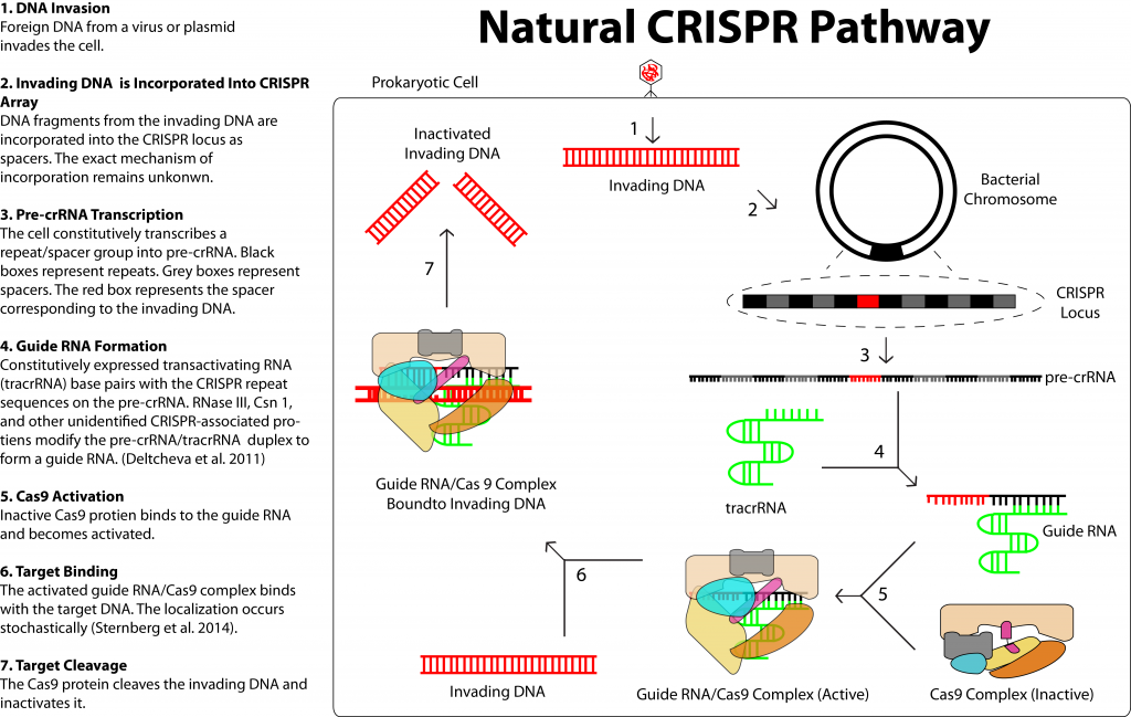 CRISPR: Prokaryotic Adaptive Immune System | CRISPR/Cas9