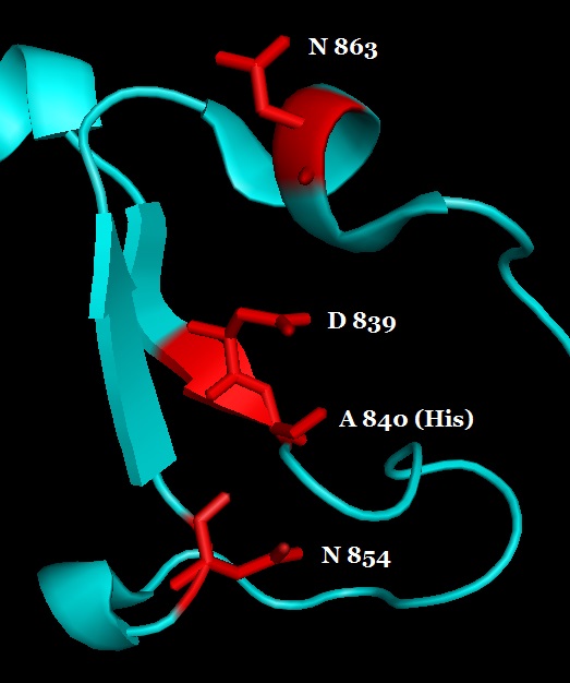 HNH structure (1)