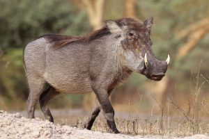 Video: This Warthog took a trip to the Mongoose Spa