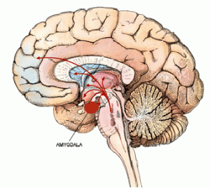 amygdala