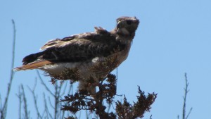 Red tail hawk