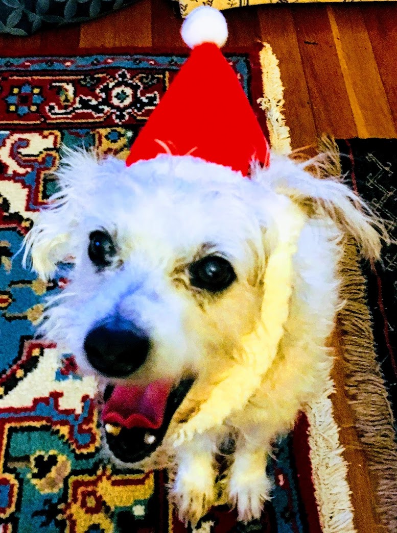 Murray in a Santa hat