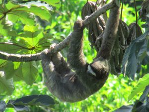 A Costa Rican sloth