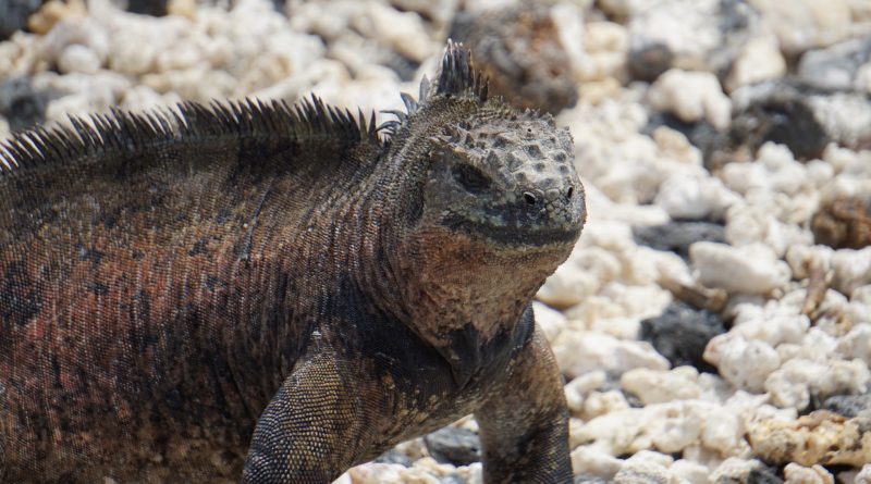 Galapagos iguana