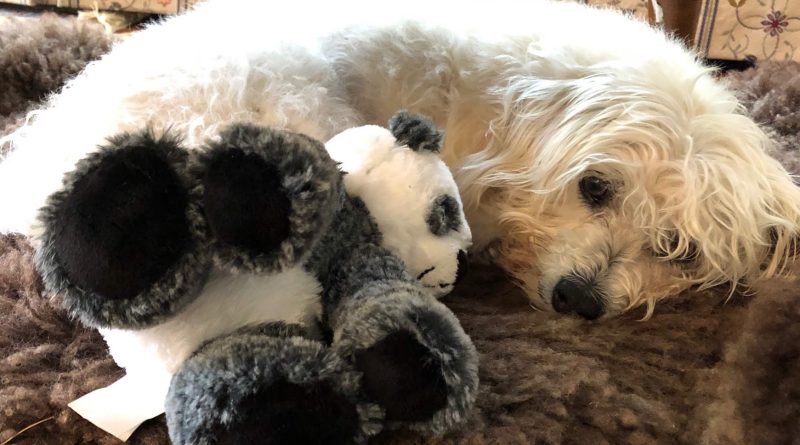 Murray and stuffed panda