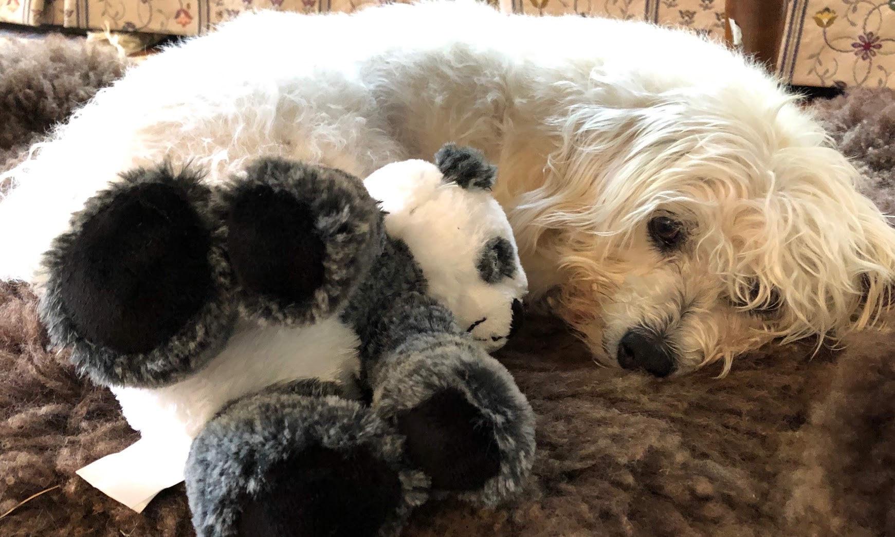 Murray and stuffed panda