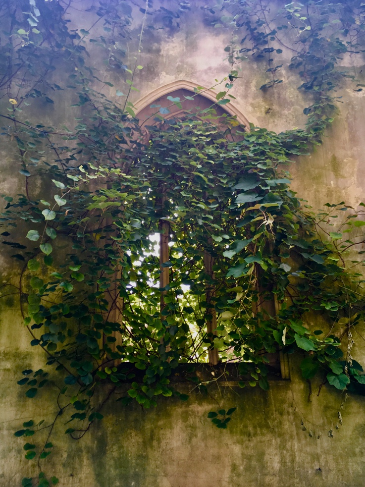ivy covered window