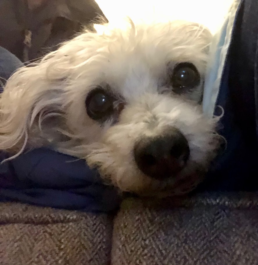 Murray the dog face close-up