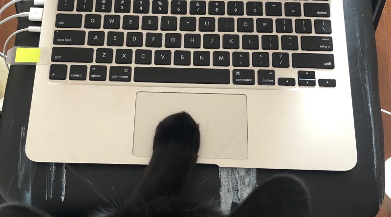 Yaritza's cat at her laptop