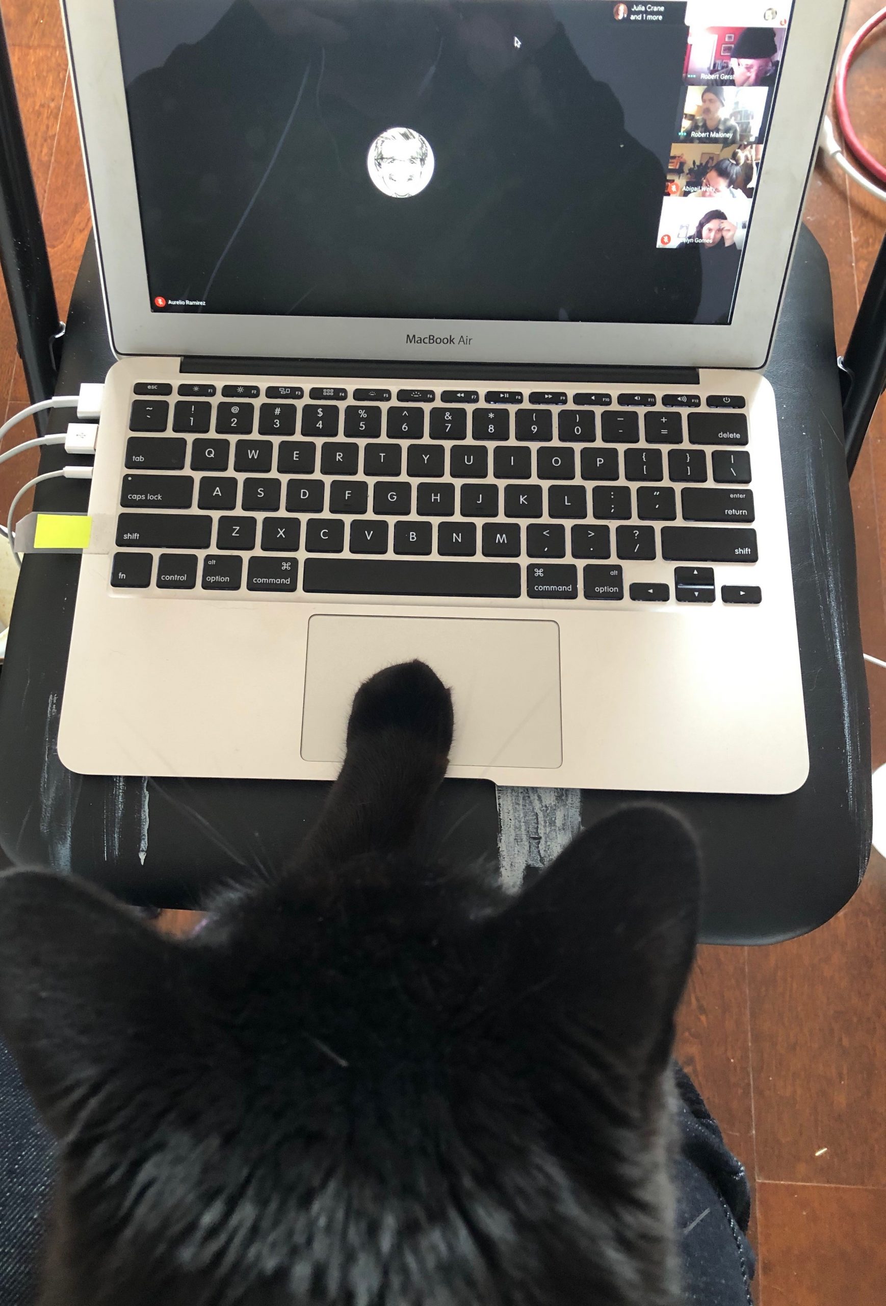 Yaritza's cat at her laptop