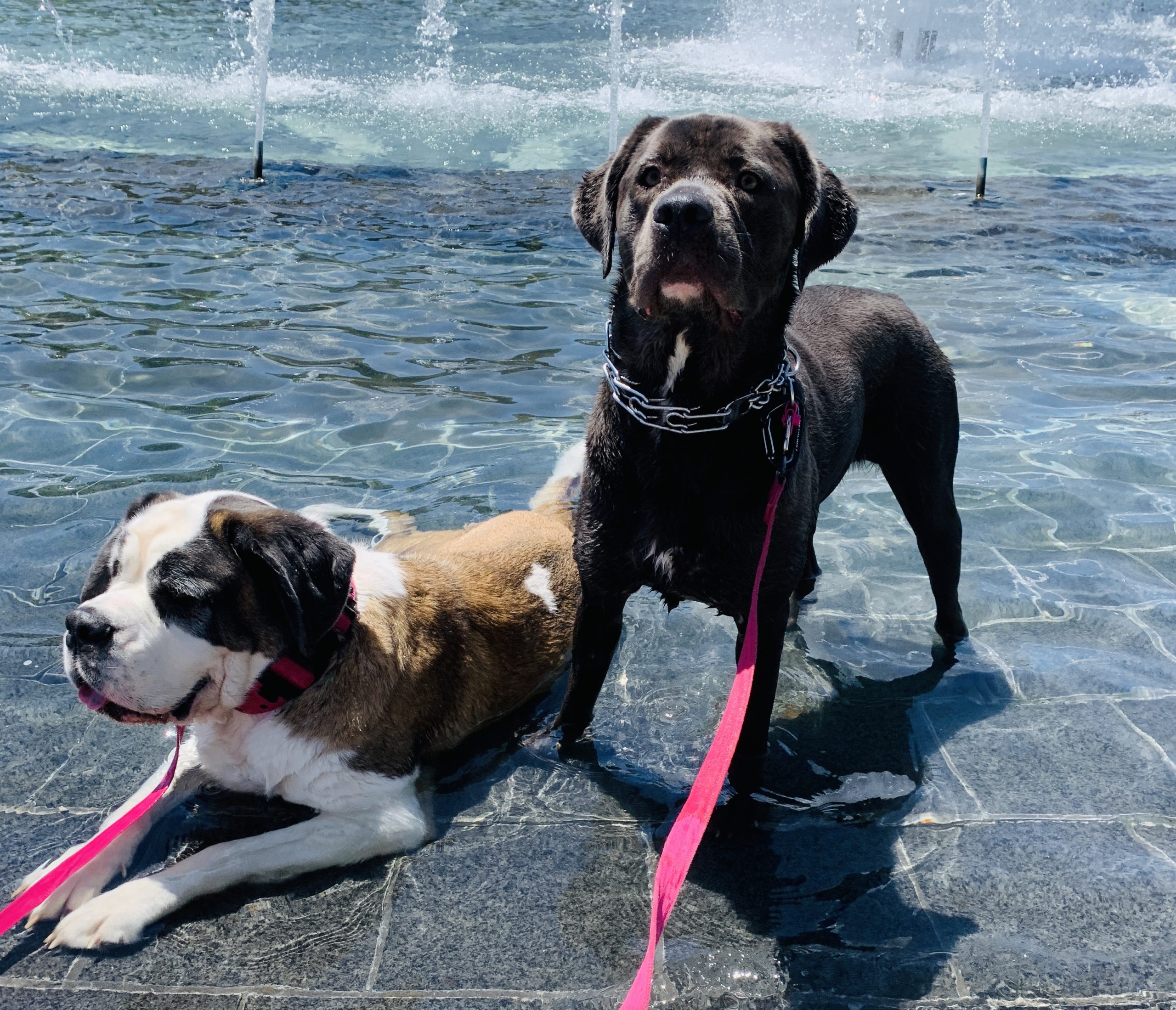 Lisa's dogs in a fountain