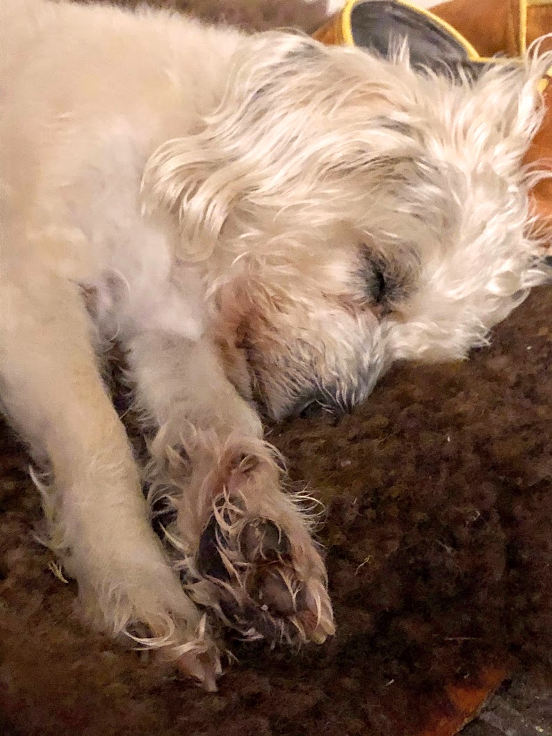 Murray the dog asleep on a rug