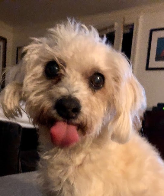 Murray the dog sticking out his tongue