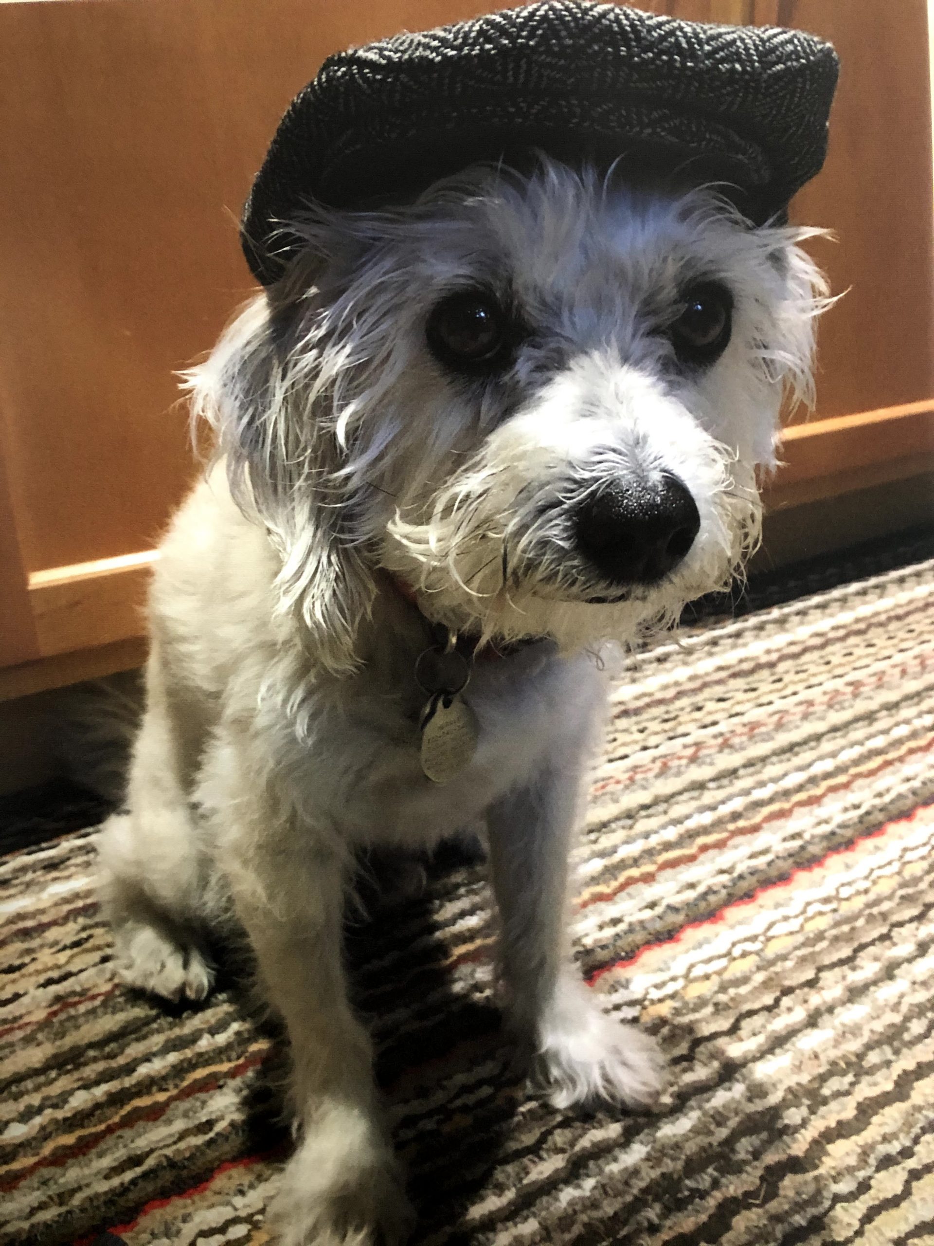 Murray the dog in a driver's cap