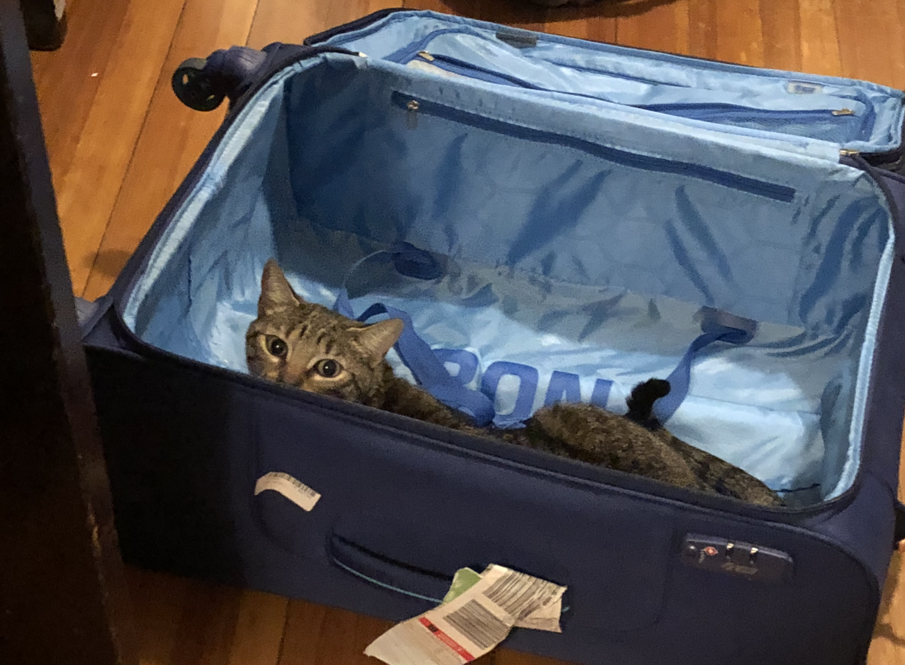 cat in a crate