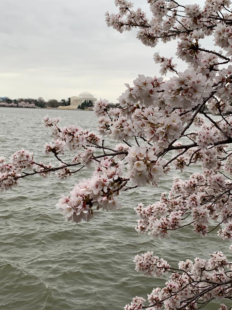 DC cherry blossoms