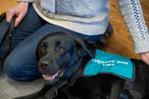 a black labrador retriever therapy dog lying on the floor with its owner.