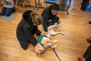 two people petting a therapy dog that is lying on the floor