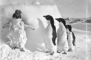Ice cased Adelie penguins after a blizzard at Cape Denison, courtesy Mitchell Library, State Library of New South Wales. http://acms.sl.nsw.gov.au/item/itemDetailPaged.aspx?itemID=53684