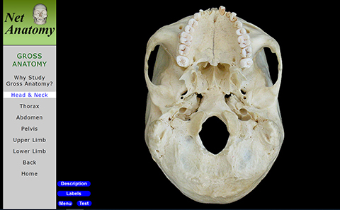 Screenshot of the base of the skull in NetAnatomy interface