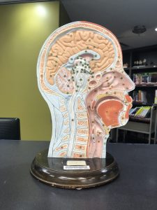 Anatomical model with cross section of head