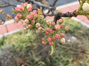 spring flowers