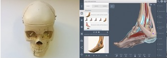 Skull model and visualization of ankle and foot for anatomy study