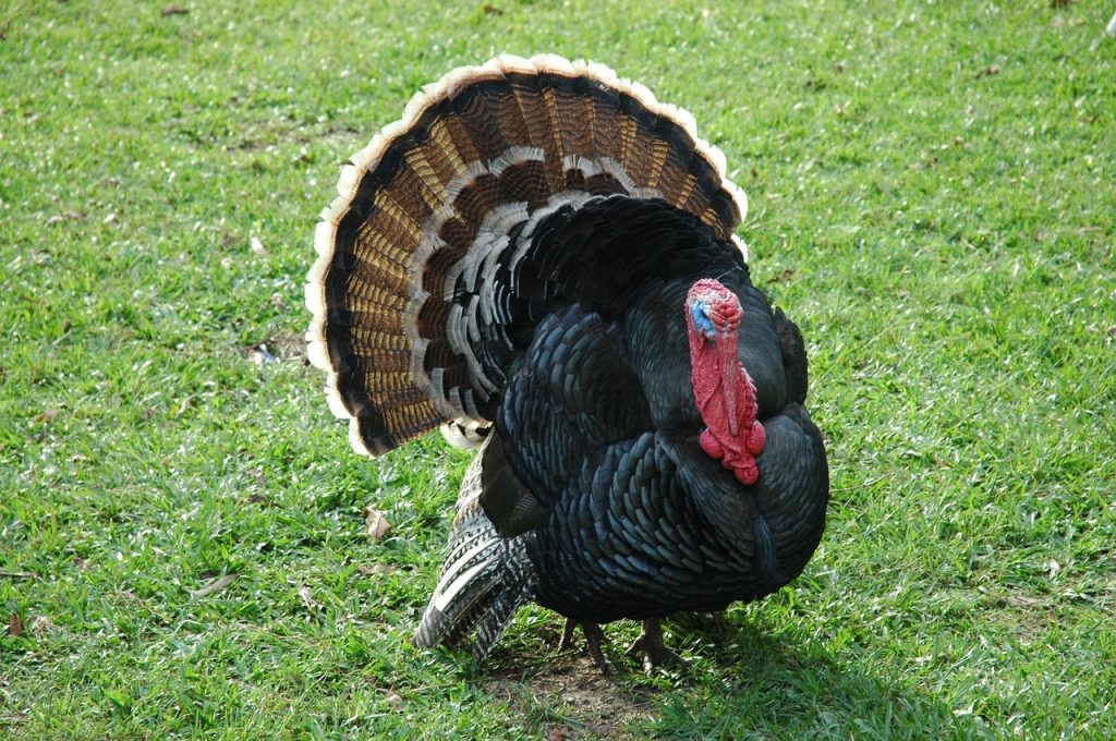 Large turkey sitting on grass