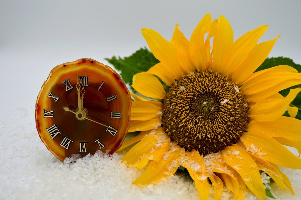 Clock and Sunflower in snow