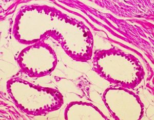 Aprocrine sweat glands in a dog. – Collection of Histology Images