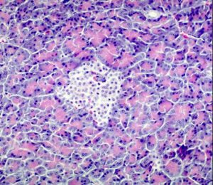 Islet of Langerhans in canine pancreas – Collection of Histology Images